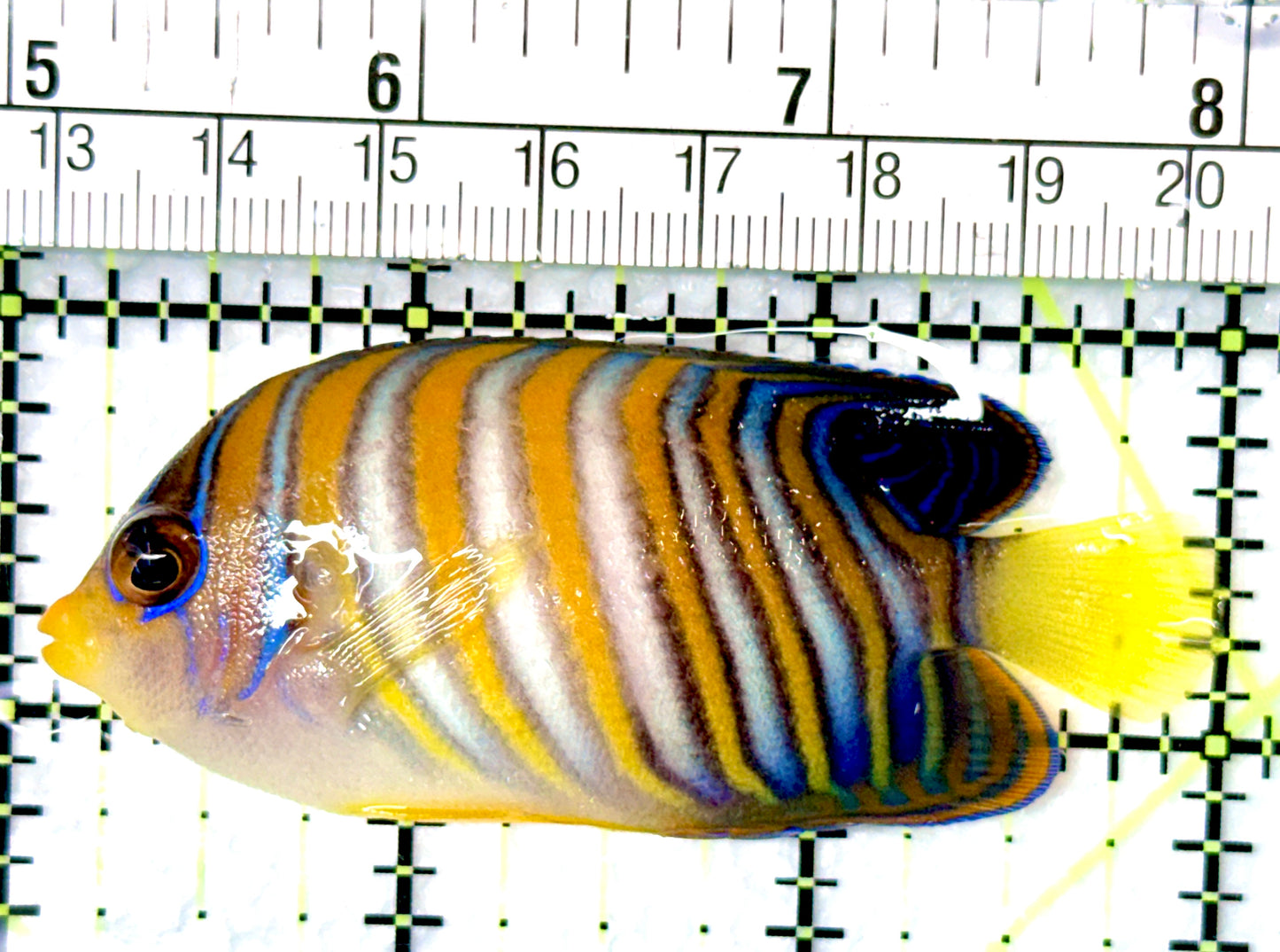 Regal Angelfish RA080603 WYSIWYG Size: M 3"