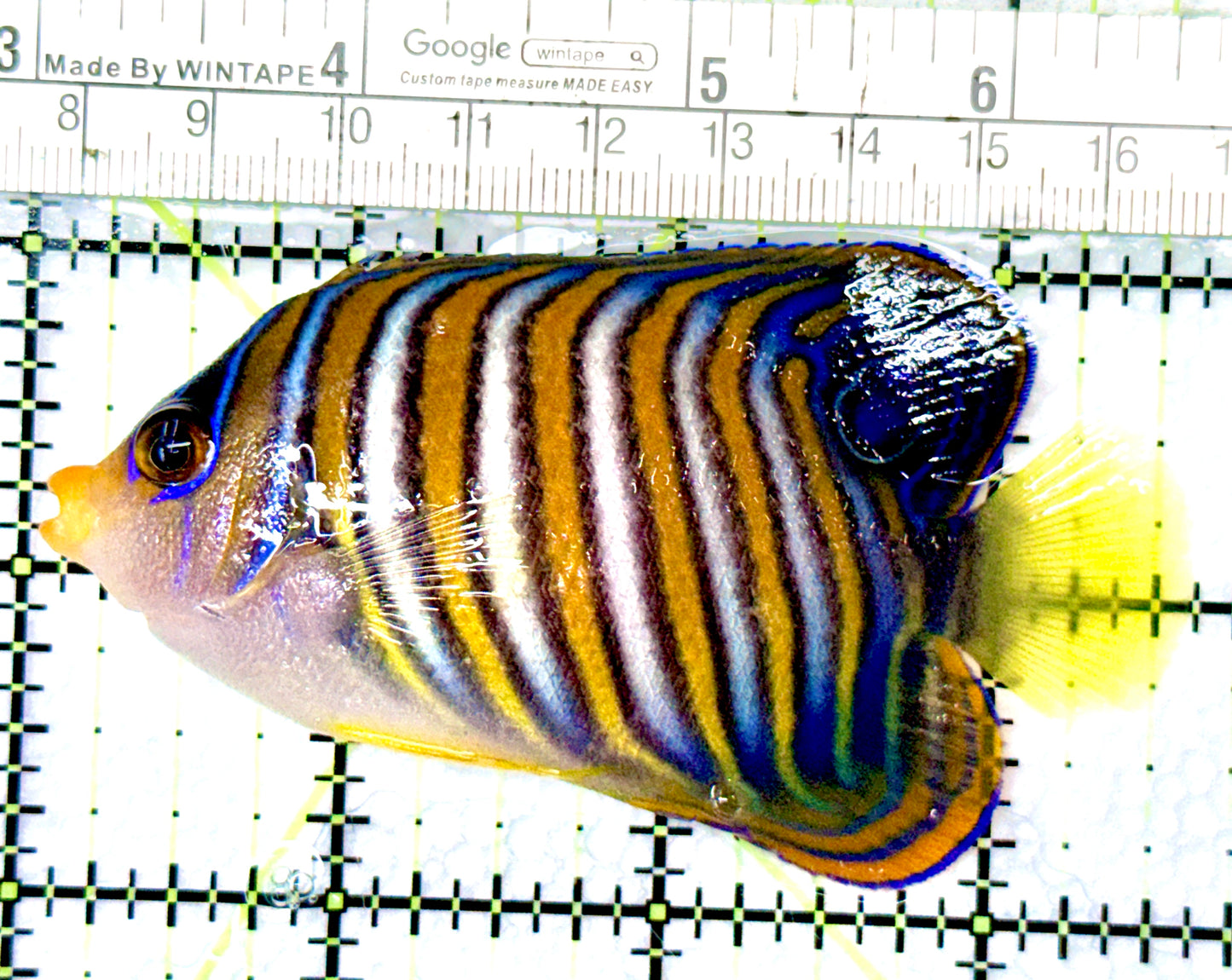 Regal Angelfish RA080604 WYSIWYG Size: ML 3.5"