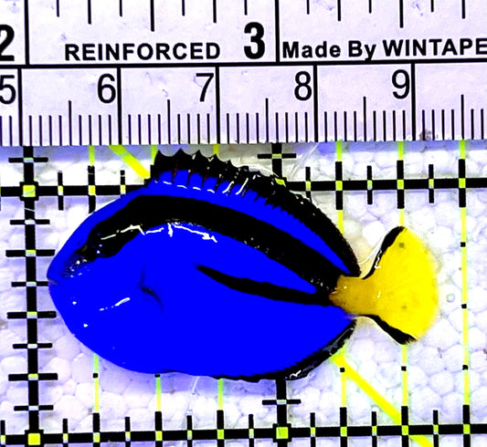 Blue Hippo Tang BHT060902 WYSIWYG Size: Tiny 1.5"