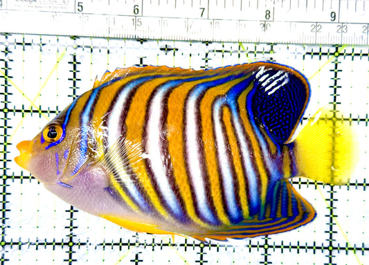 Regal Angelfish RA080605 WYSIWYG Size: XL 5.25"
