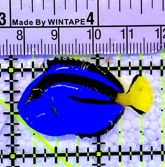 Blue Hippo Tang BHT060903 WYSIWYG Size: Tiny 1.5"