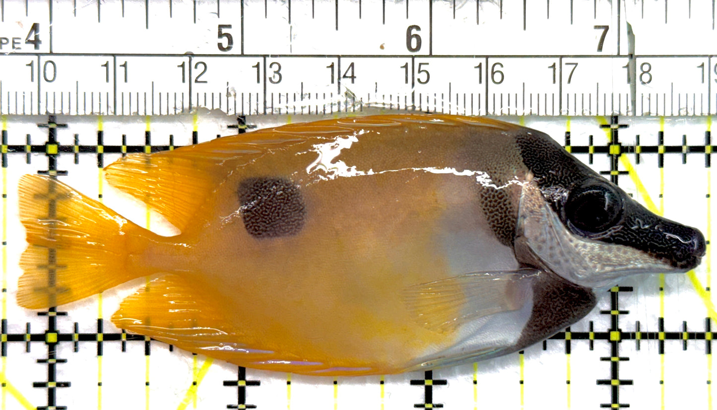 Onespot Foxface OF100601 WYSIWYG Size: M 3.75" approx