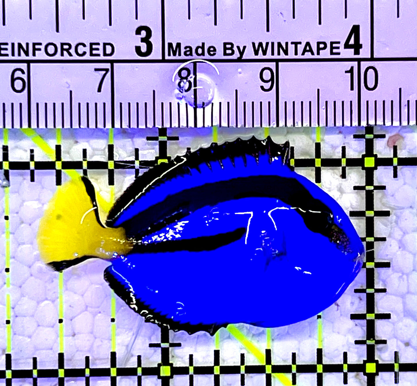 Blue Hippo Tang BHT060903 WYSIWYG Size: Tiny 1.5"