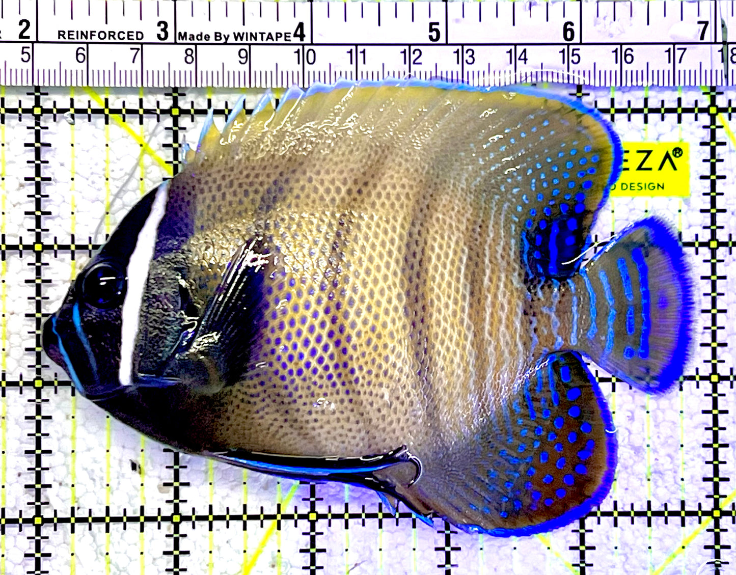Sixbar Angelfish Adult SAF060901 WYSIWYG Size: L 5"