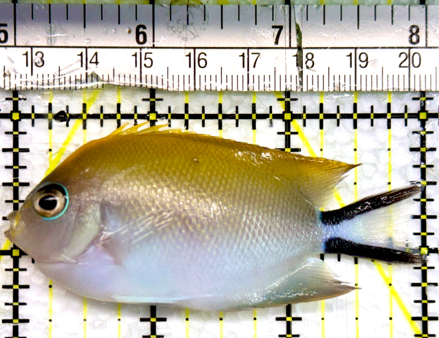 Swallowtail Angelfish Female (Reefsafe) SAF100501 WYSIWYG Size: M 3"