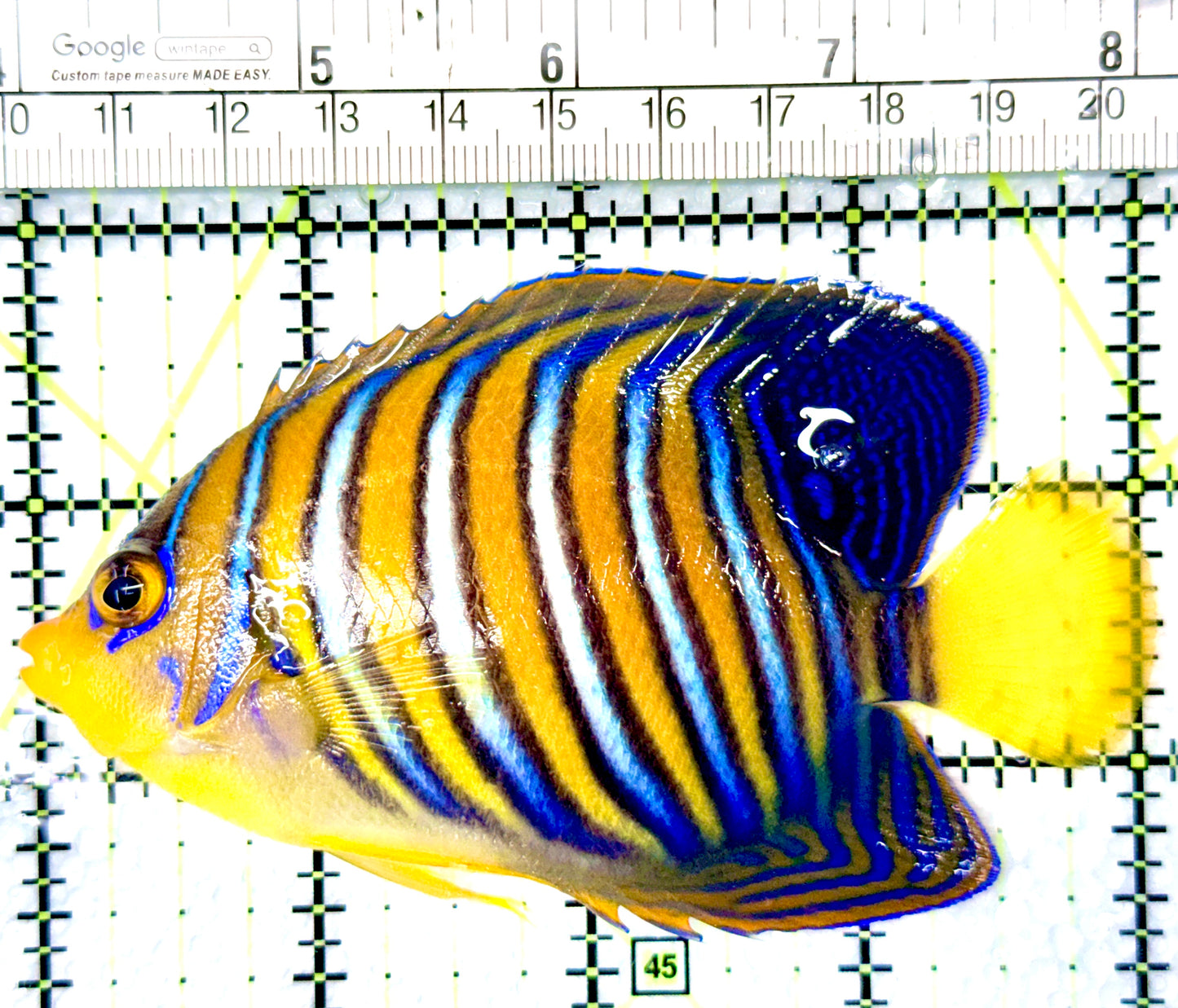 Regal Angelfish Sumatra Yellow Belly (Vibrant Color Indo) RAYB080605 WYSIWYG Size: ML 4"