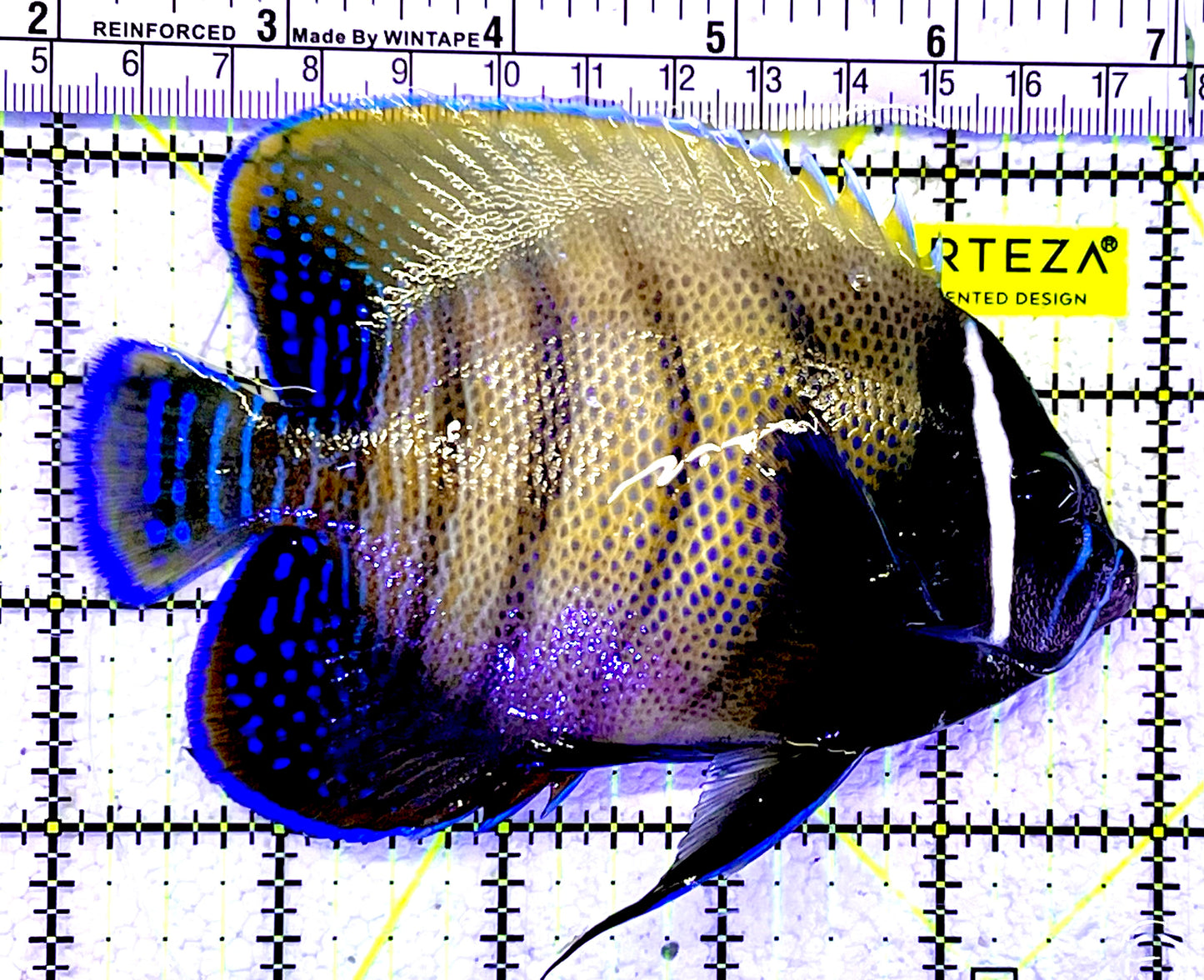 Sixbar Angelfish Adult SAF060901 WYSIWYG Size: L 5"
