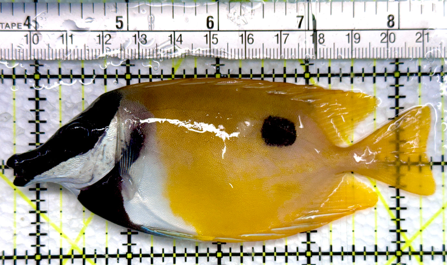 Onespot Foxface OF100502 WYSIWYG Size: ML 4.5"