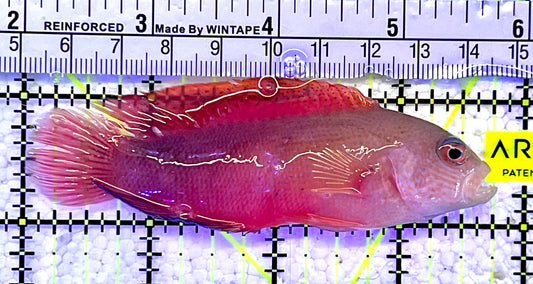 Australian Multicolor Dottyback AMD061301 WYSIWYG Size: L 3.75" approx