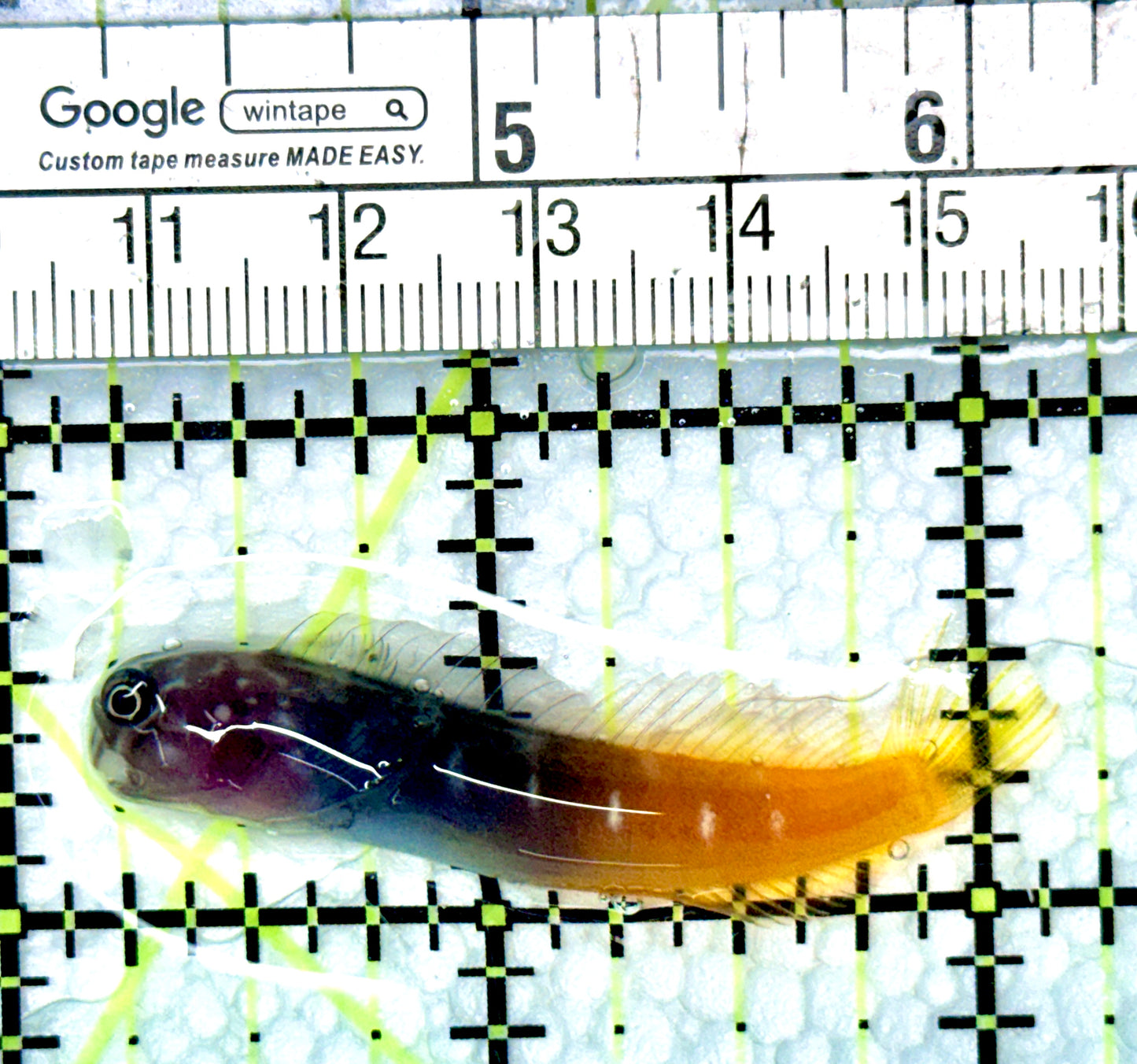 Bicolor Blenny BB080602 WYSIWYG Size: XL 2"