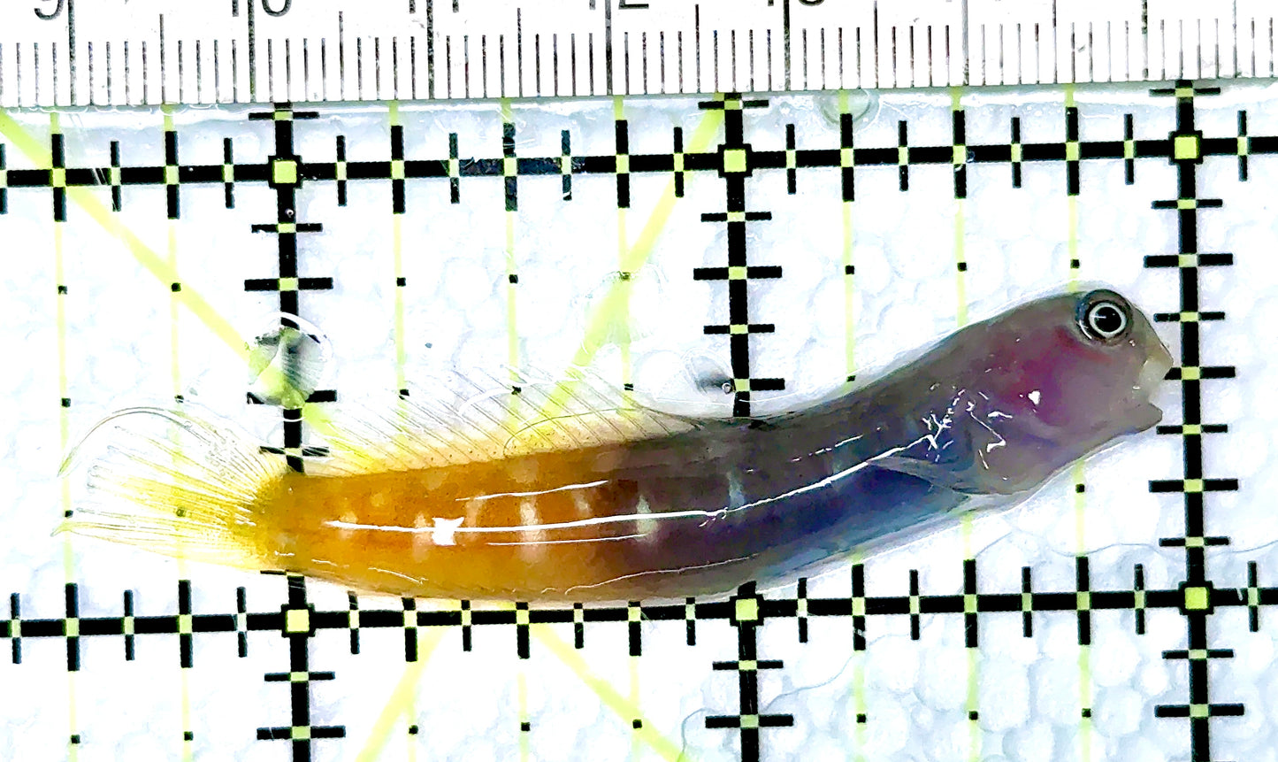 Bicolor Blenny BB080603 WYSIWYG Size: XXL/SHOW 2.5"