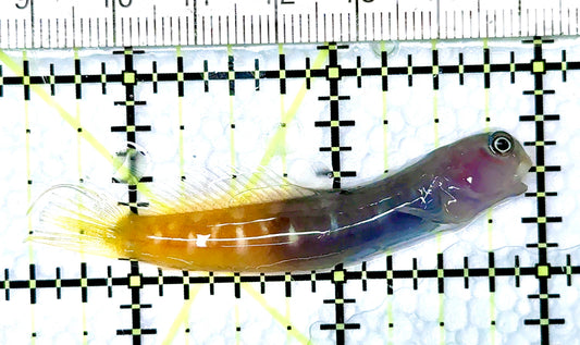 Bicolor Blenny BB080603 WYSIWYG Size: XXL/SHOW 2.5"