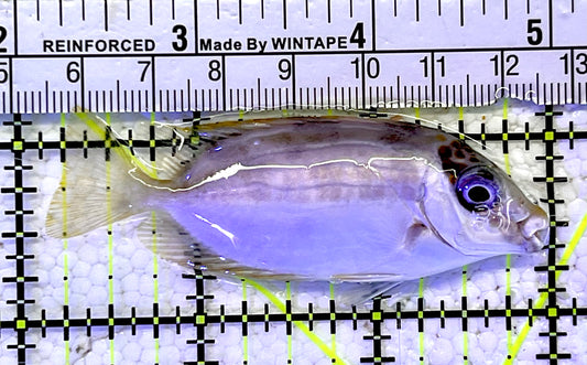 Blue Lined Rabbitfish BLR060901 WYSIWYG Size: S 3"
