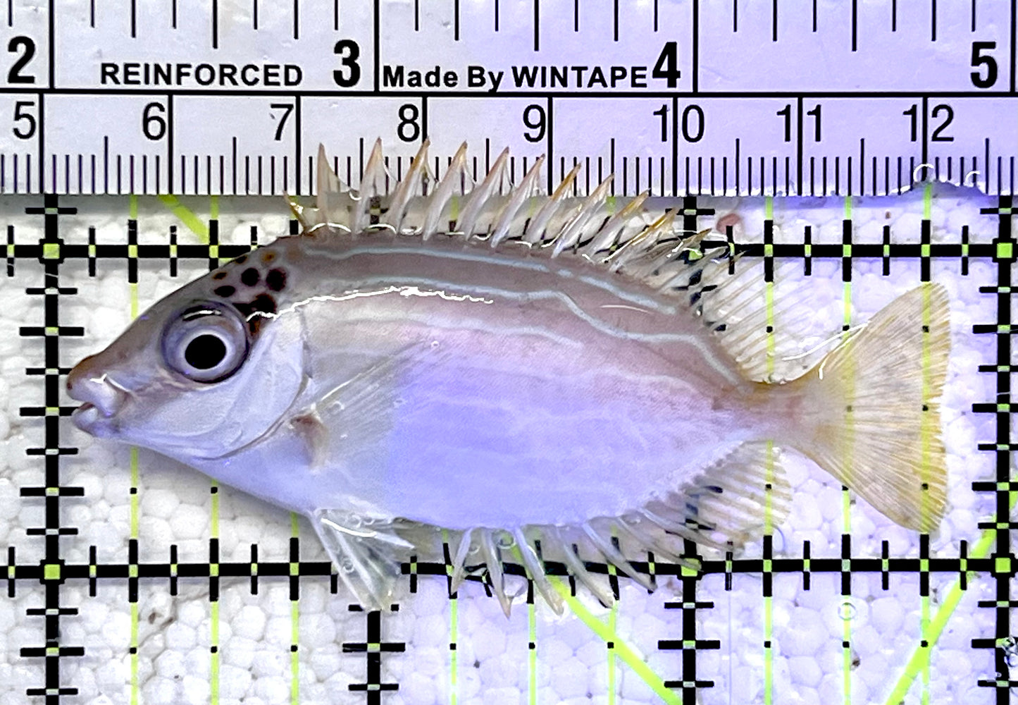 Blue Lined Rabbitfish BLR060901 WYSIWYG Size: S 3"