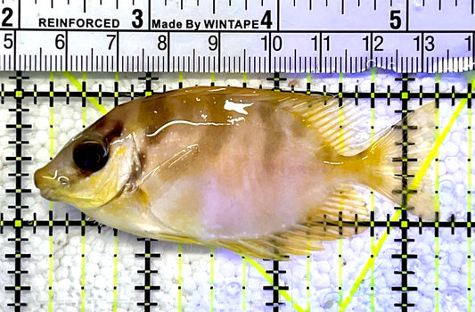 Golden Rabbitfish GRF060901 WYSIWYG Size : S 3"