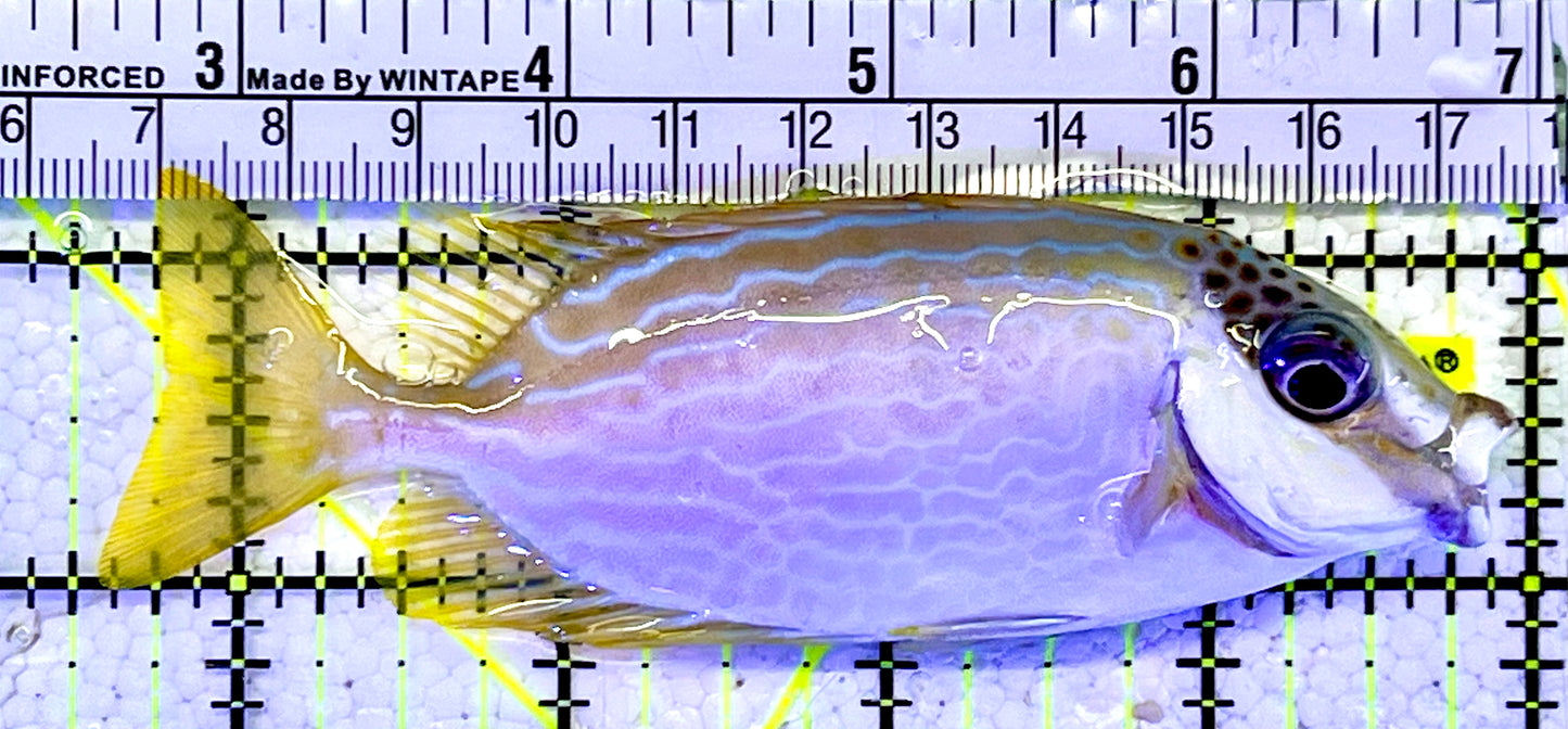 Blue Lined Rabbitfish BLR060902 WYSIWYG Size: M 4.25”