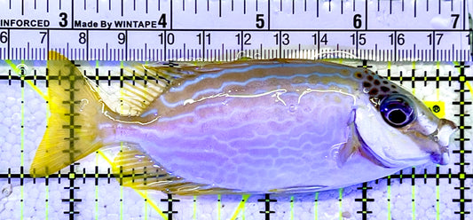 Blue Lined Rabbitfish BLR060902 WYSIWYG Size: M 4.25”