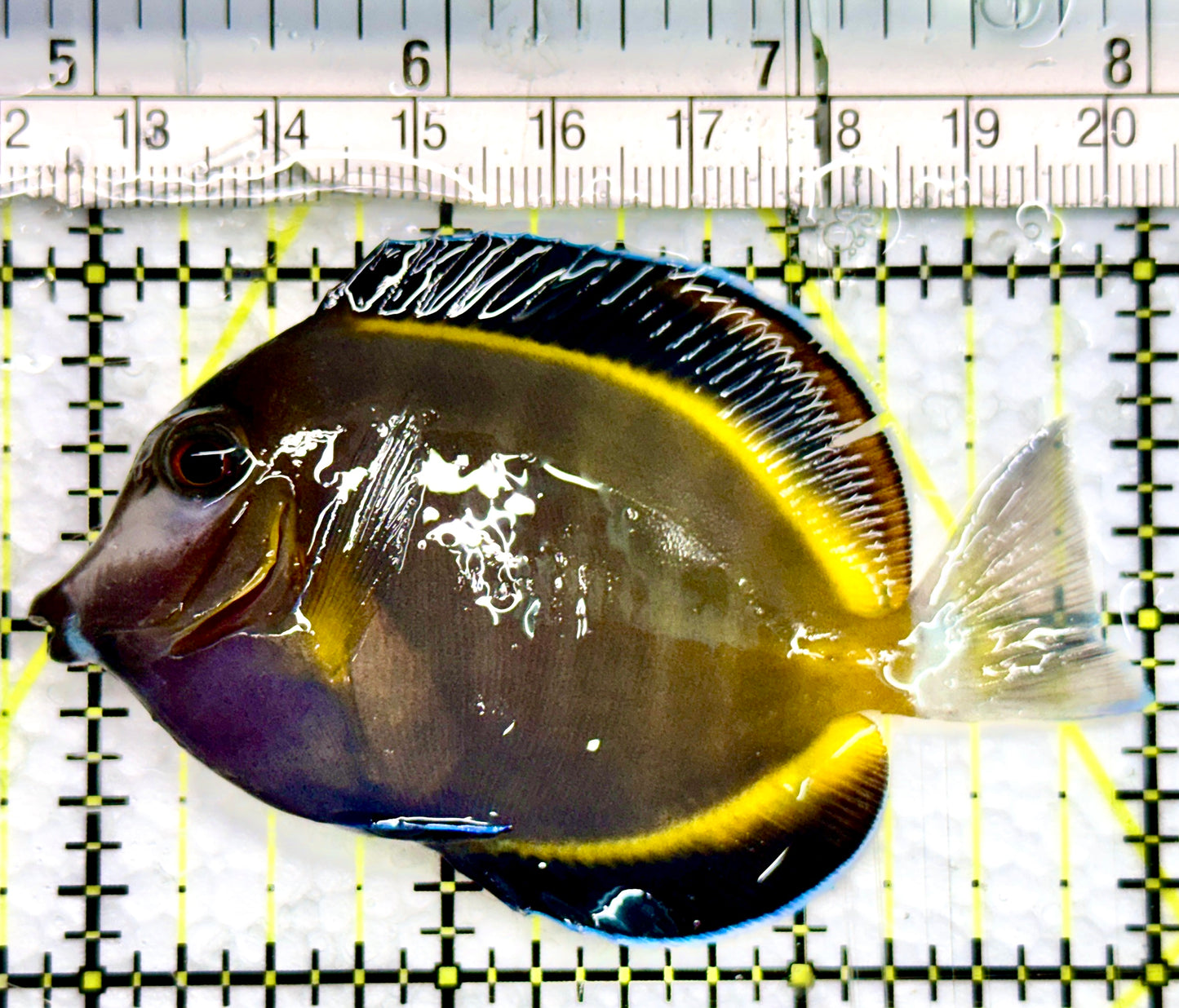 Powder Brown Tang PBT100502 WYSIWYG Size: M 3"