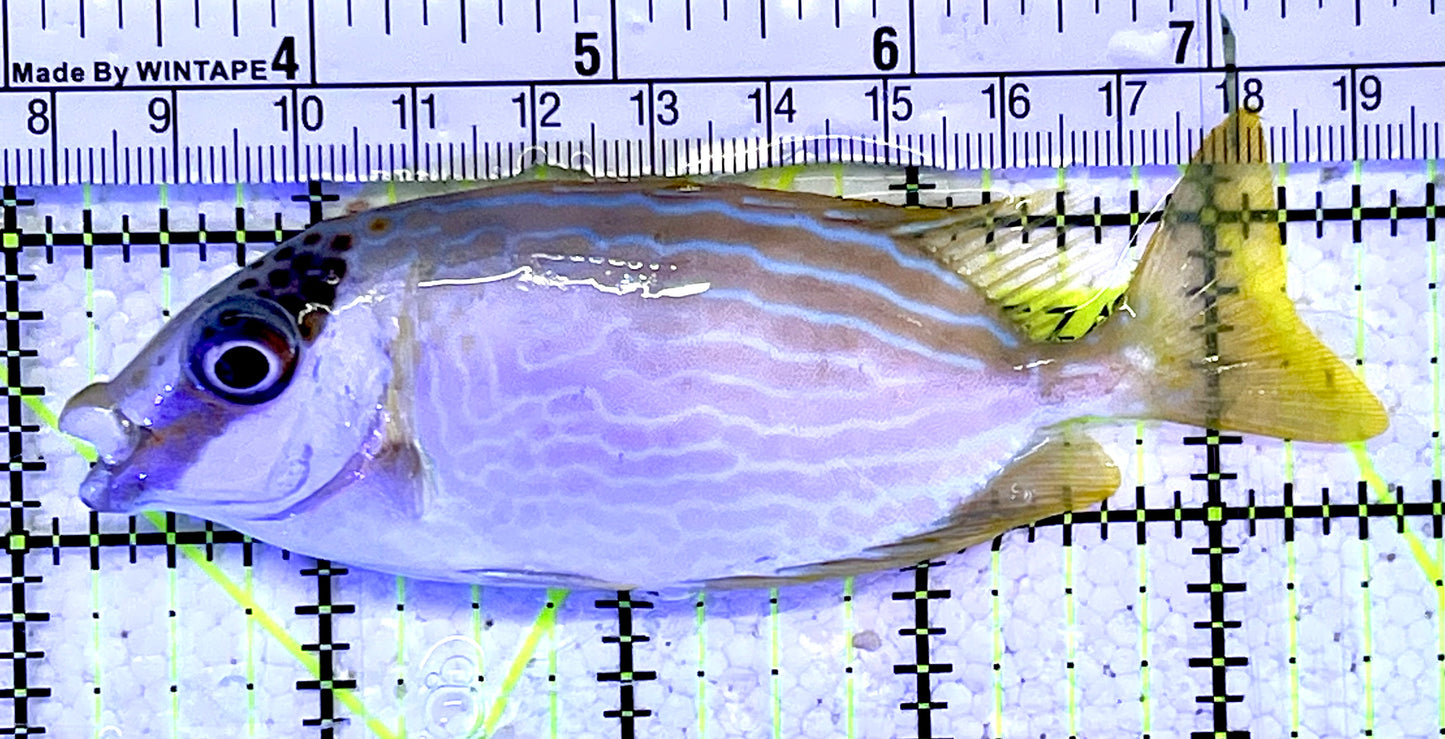 Blue Lined Rabbitfish BLR060902 WYSIWYG Size: M 4.25”