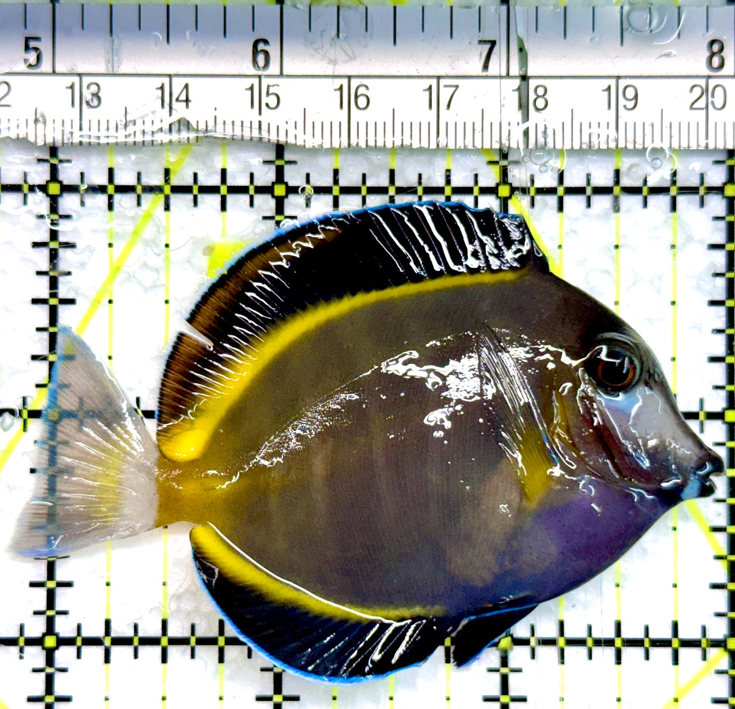 Powder Brown Tang PBT100502 WYSIWYG Size: M 3"