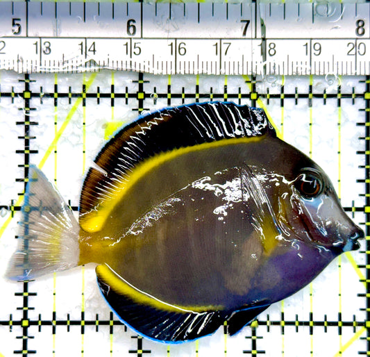 Powder Brown Tang PBT100502 WYSIWYG Size: M 3"