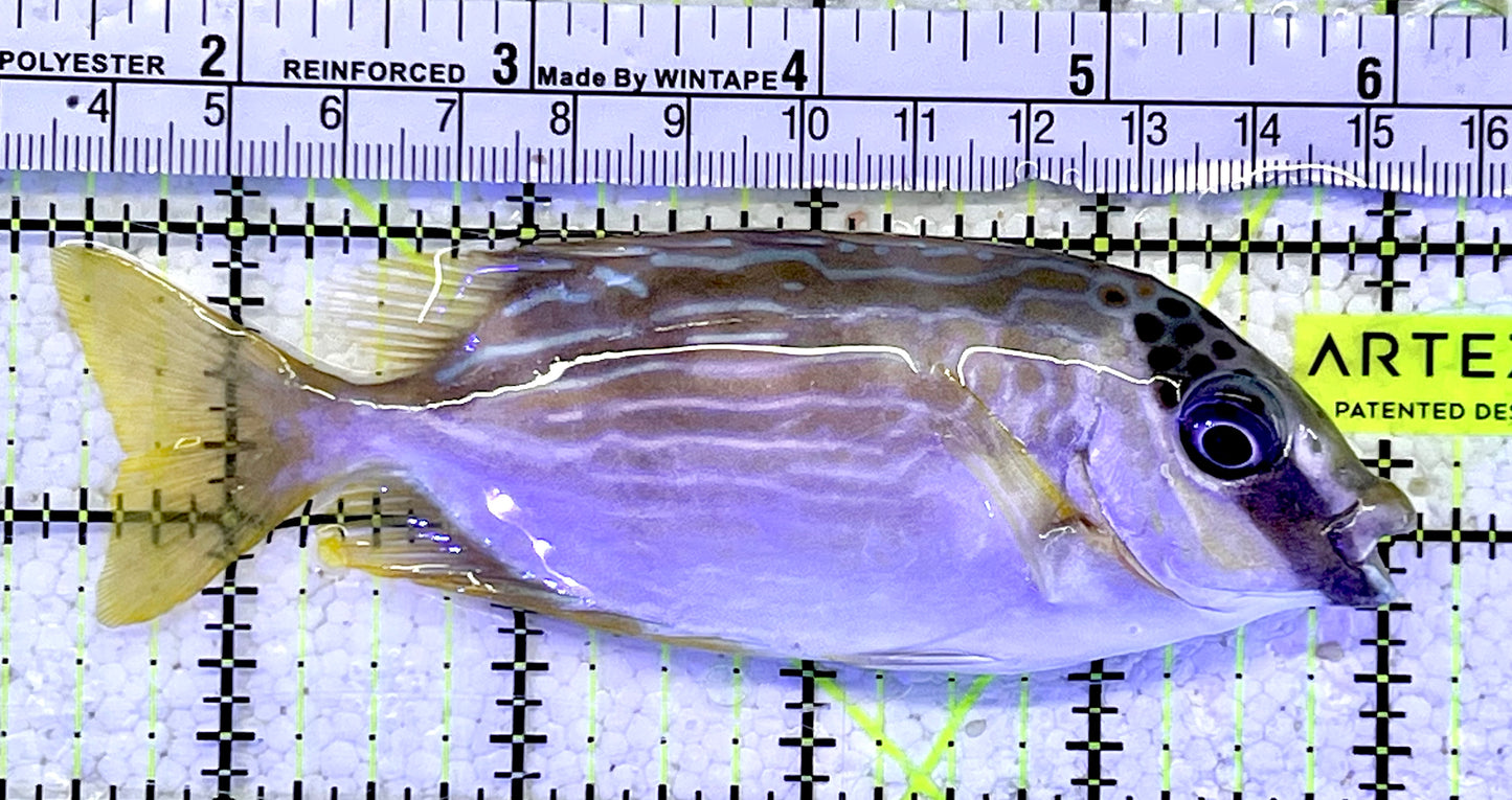 Blue Lined Rabbitfish BLR060903 WYSIWYG Size: M 4.75”