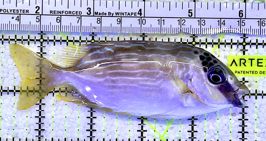 Blue Lined Rabbitfish BLR060903 WYSIWYG Size: M 4.75”