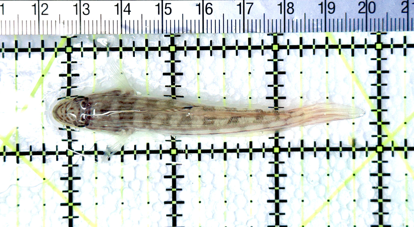 White Sand shifting Sleeper Goby WSSSG080601 WYSIWYG Size: S  3" Approx