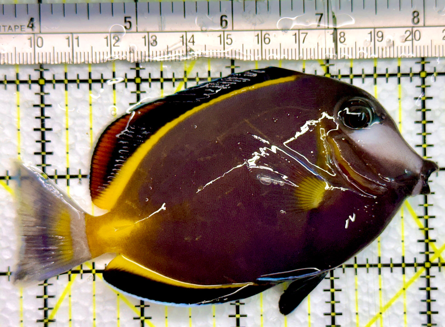 Powder Brown Tang PBT100503 WYSIWYG Size: XL 4.5"