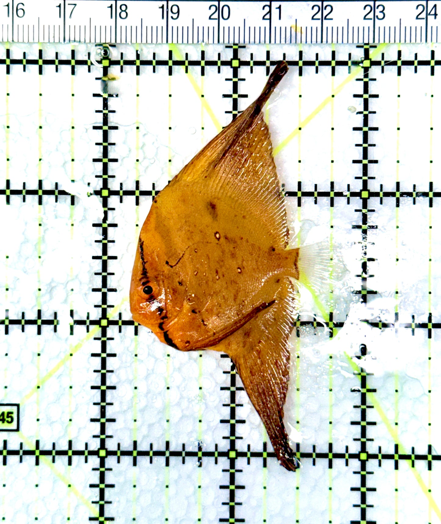 Orbic Batfish OB080601 WYSIWYG Size: S 1.5" approx
