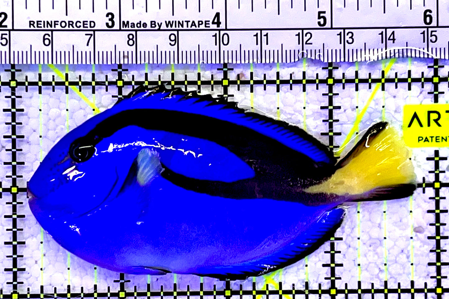 Blue Hippo Tang BHT060904 WYSIWYG Size: M 3.75”