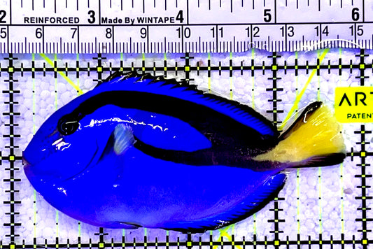 Blue Hippo Tang BHT060904 WYSIWYG Size: M 3.75”