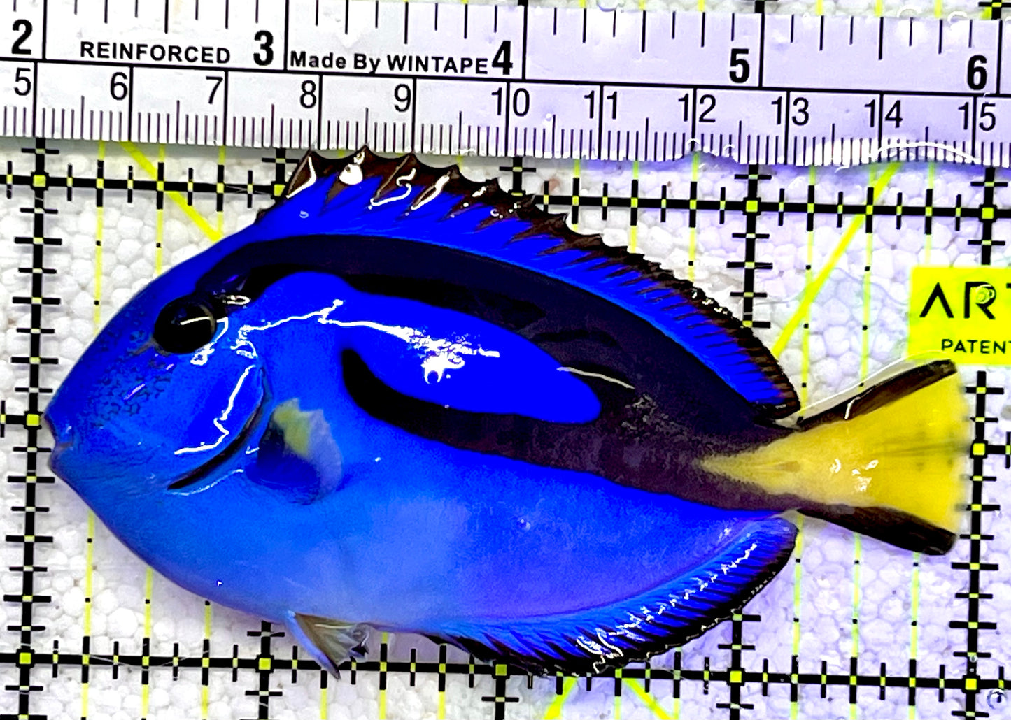 Blue Hippo Tang BHT060905 WYSIWYG Size: M 4”
