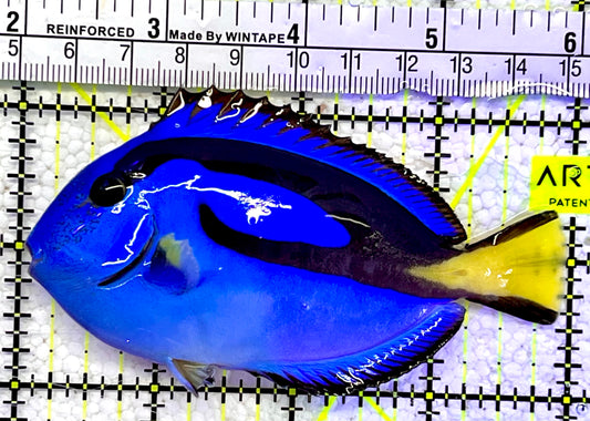 Blue Hippo Tang BHT060905 WYSIWYG Size: M 4”