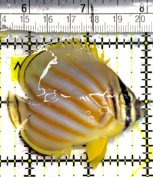 Ornate Butterflyfish OB100602 WYSIWYG Size: S 2.5" approx