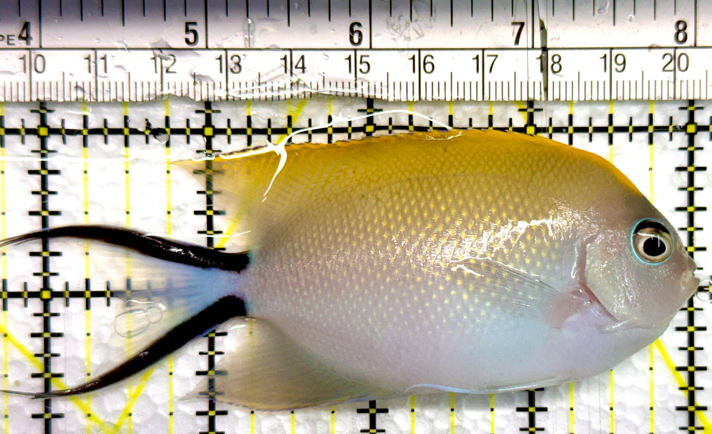 Swallowtail Angelfish Female (Reefsafe) SAF100502 WYSIWYG Size: XL 4.25"