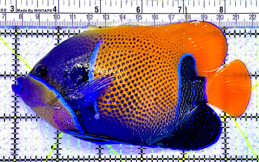 Majestic Angelfish MAF060901 WYSIWYG Size: L 5.5"
