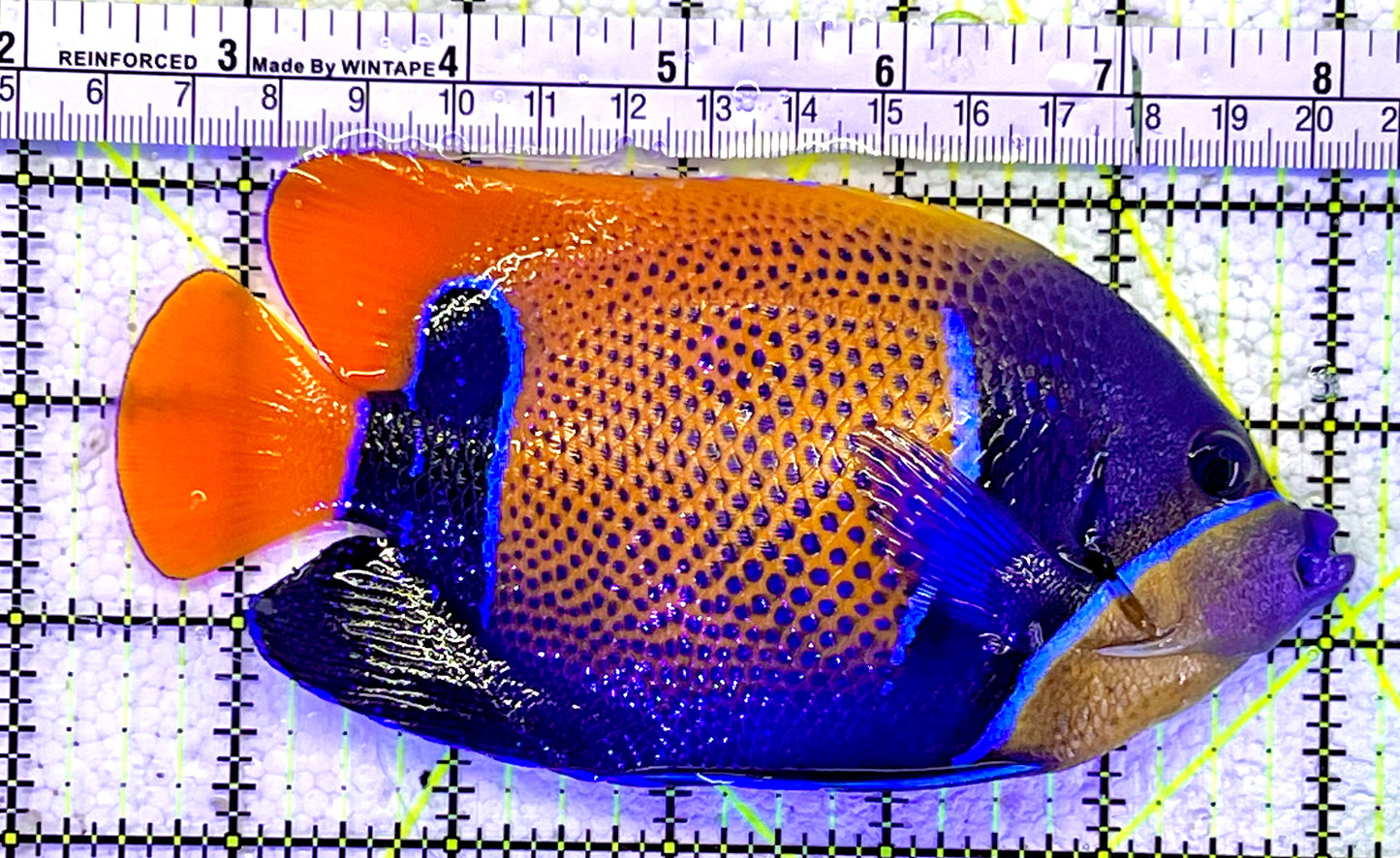 Majestic Angelfish MAF060901 WYSIWYG Size: L 5.5"