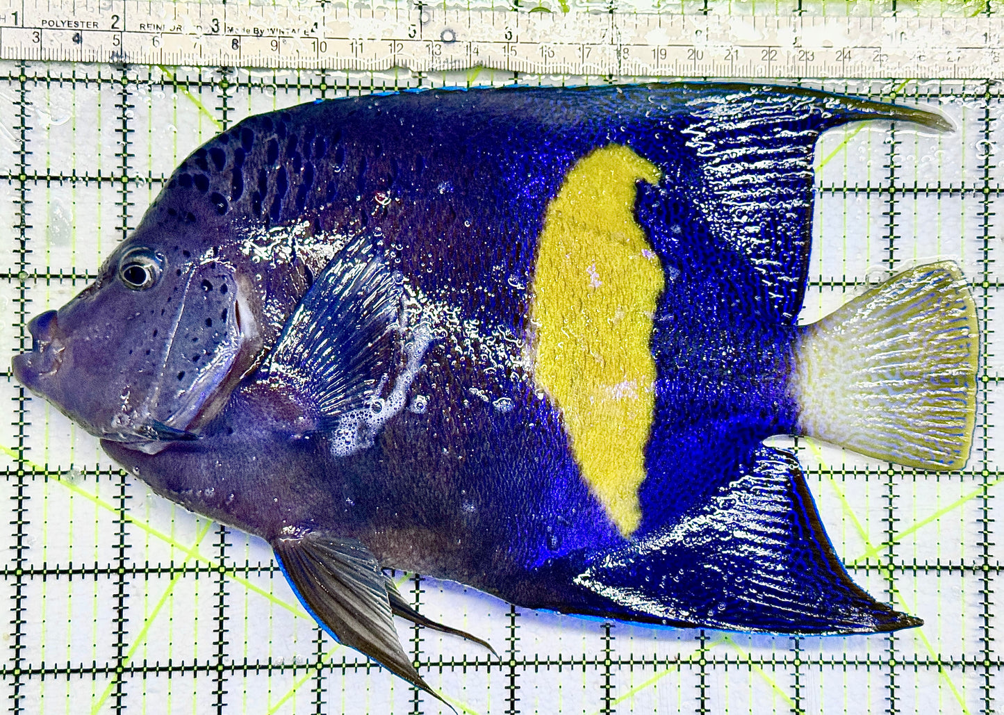 Maculosus Halfmoon Angelfish (Oman Special Grade Red Sea) MHA082101 WYSIWYG Size: XXXL/SHOW  10" approx