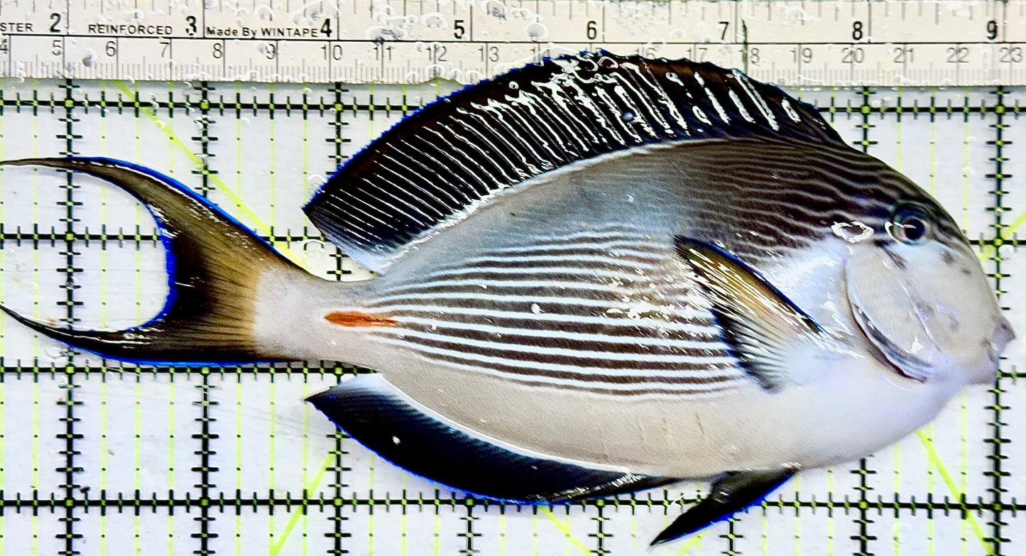 Sohal Tang (Oman Special Grade Red Sea) ST082102 WYSIWYG Size: XXL 7.5 approx