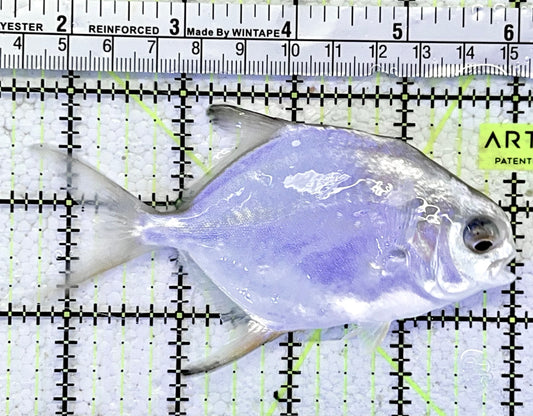 Round Pompano RP060901 WYSIWYG Size ML: 4.5"