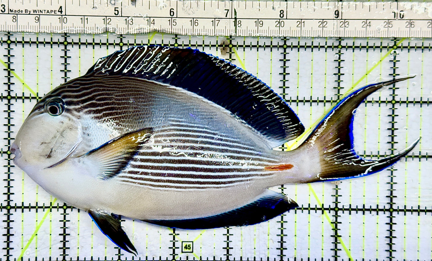 Sohal Tang (Oman Special Grade Red Sea) ST082102 WYSIWYG Size: XXL 7.5 approx