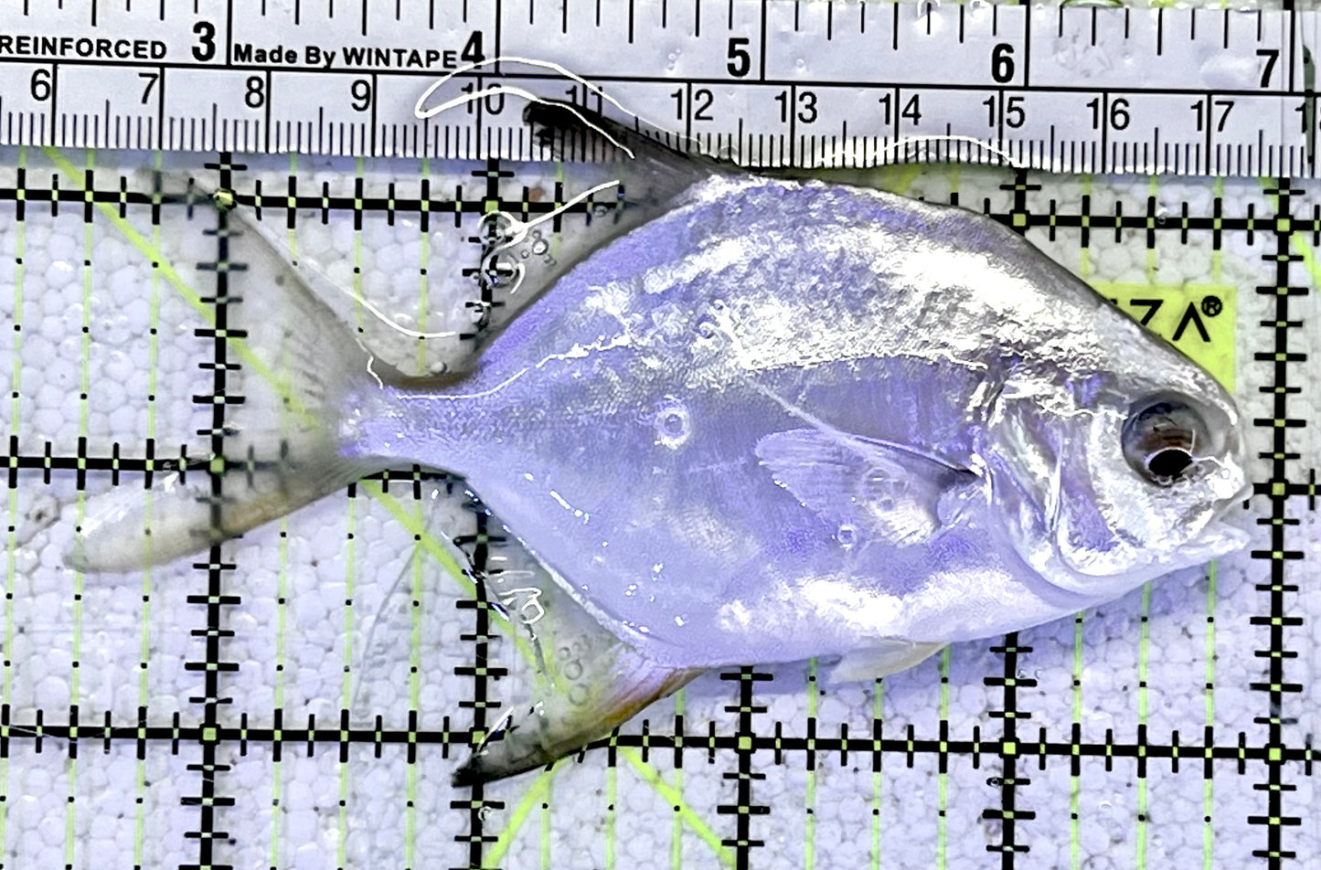 Round Pompano RP060901 WYSIWYG Size ML: 4.5"
