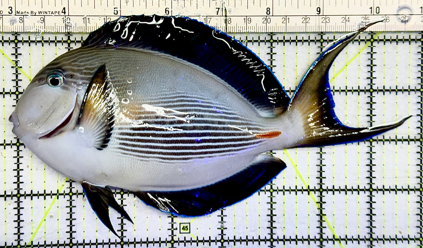 Sohal Tang (Oman Special Grade Red Sea) ST082103 WYSIWYG Size: XXL/SHOW 8" approx