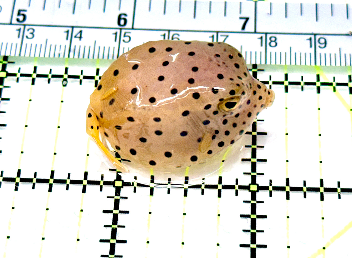 Yellow Polka Dot Boxfish YPDB080602 WYSIWYG Size: S 1.75" approx