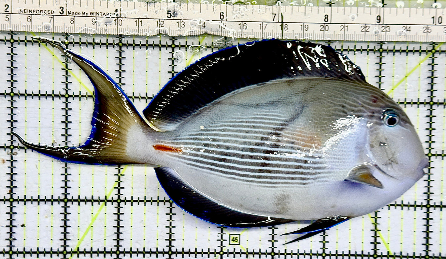 Sohal Tang (Oman Special Grade Red Sea) ST082103 WYSIWYG Size: XXL/SHOW 8" approx