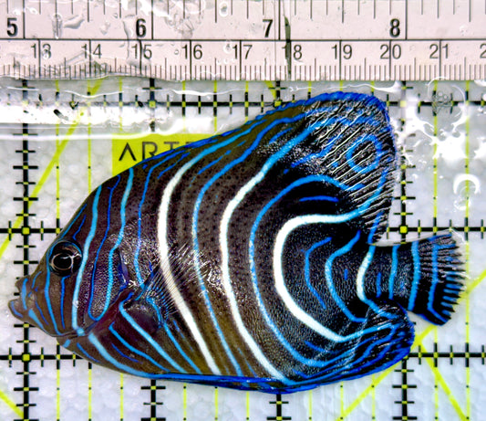 Koran Angelfish Juvenile KAJ100502 WYSIWYG Size: L 3.5"