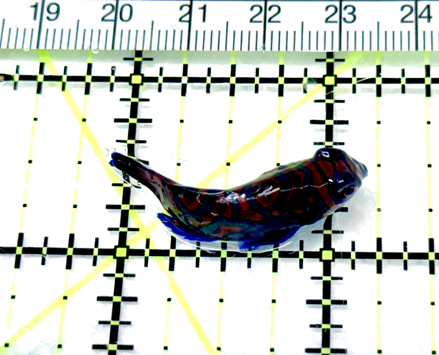 Green Mandarin Dragonet GMD080601 WYSIWYG Size: M 1.25" approx