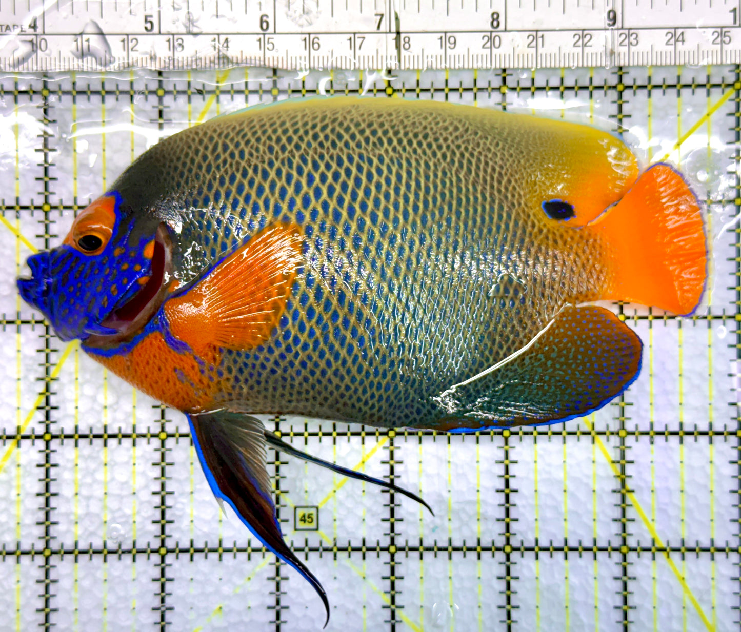 Blueface Angelfish Adult (Sumatra Vibrant Colors) BAA100503 WYSIWYG Size: XL 6"