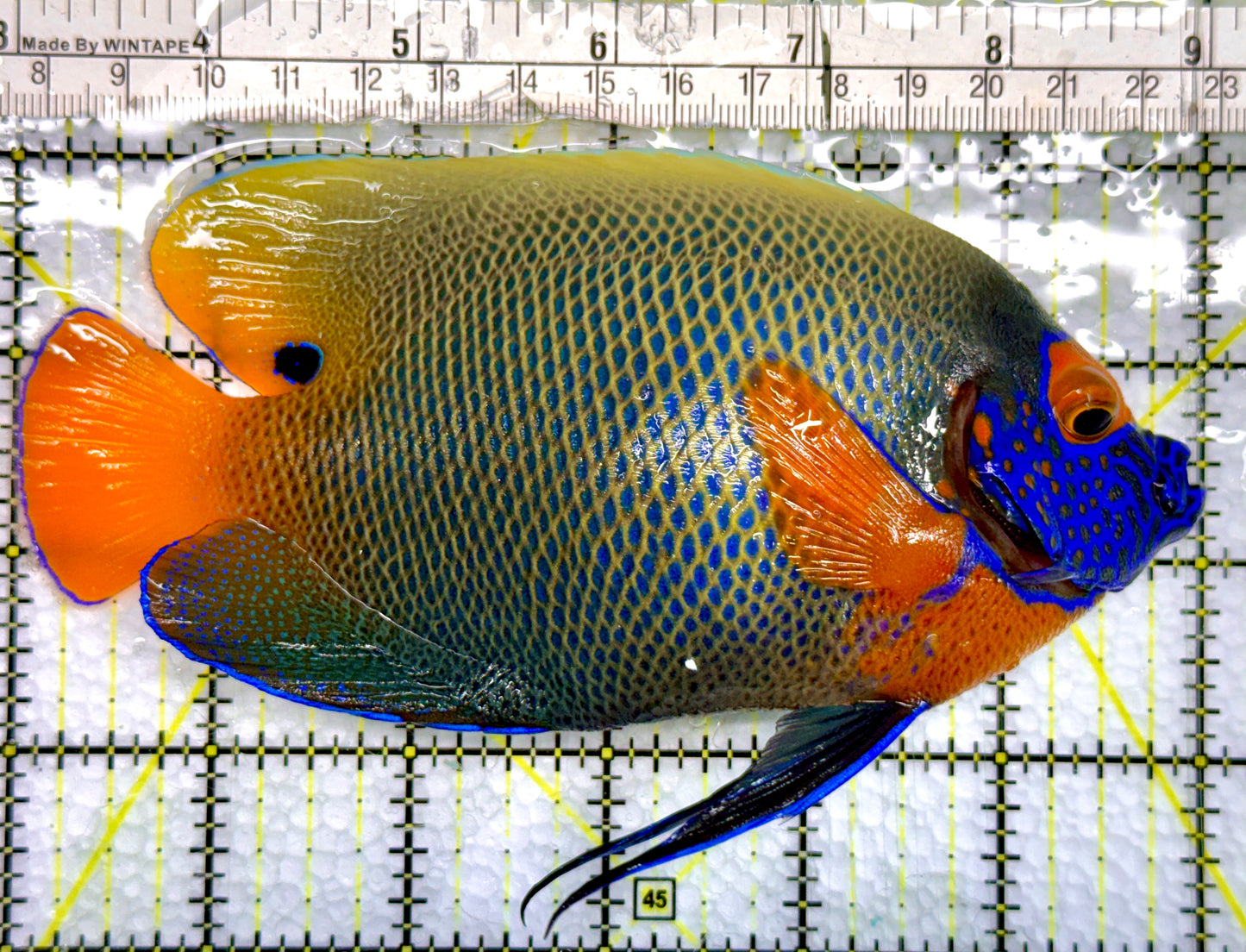 Blueface Angelfish Adult (Sumatra Vibrant Colors) BAA100503 WYSIWYG Size: XL 6"